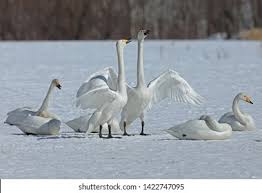 Attēlu rezultāti vaicājumam “Cygnus cygnus adult”