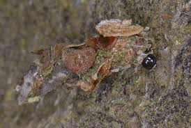 Attēlu rezultāti vaicājumam “Proutia betulina”