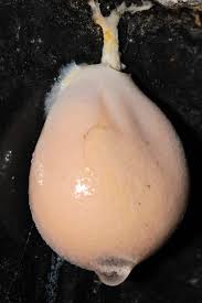 Attēlu rezultāti vaicājumam “Lycogala flavofuscum sessile”