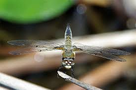 Attēlu rezultāti vaicājumam “Libellula quadrimaculata eggs”