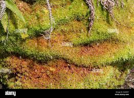 Attēlu rezultāti vaicājumam “Sphagnum austinii”