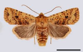 Attēlu rezultāti vaicājumam “Conistra rubiginea”