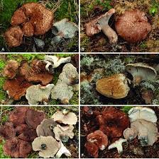 Attēlu rezultāti vaicājumam “Hydnellum sp.”