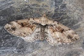 Attēlu rezultāti vaicājumam “Eupithecia sinuosaria”