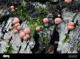 Attēlu rezultāti vaicājumam “Physarum contextum young”