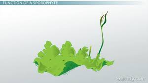 Attēlu rezultāti vaicājumam “sporophyte”