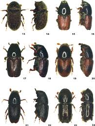 Attēlu rezultāti vaicājumam “Scolytidae”