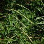 Attēlu rezultāti vaicājumam “Elymus caninus”