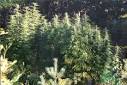 Dr. Greenthumb: Cannabis Sativa, Seeds, Indica, Marijuana Weed ...