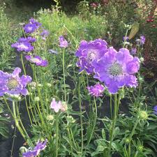 Image result for scabiosa caucasica