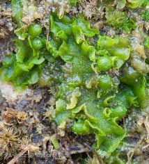 Attēlu rezultāti vaicājumam “Aneura pinguis”