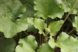 Attēlu rezultāti vaicājumam “Arctium tomentosum leaf”