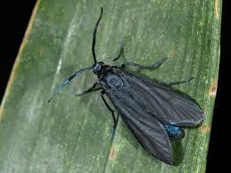 Attēlu rezultāti vaicājumam “Zygaena viciae”