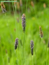 Attēlu rezultāti vaicājumam “Alopecurus pratensis flower”