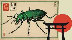 Attēlu rezultāti vaicājumam “Cicindela sylvatica imago”