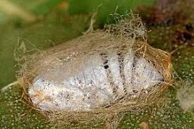 Attēlu rezultāti vaicājumam “Falcaria lacertinaria”