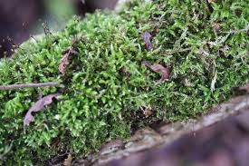 Attēlu rezultāti vaicājumam “Brachythecium salebrosum”