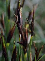 Attēlu rezultāti vaicājumam “Schoenus ferrugineus flower”