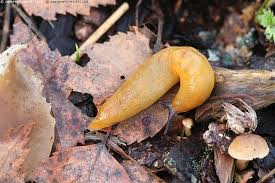 Attēlu rezultāti vaicājumam “Malacolimax tenellus”