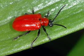 Attēlu rezultāti vaicājumam “Lilioceris lilii”