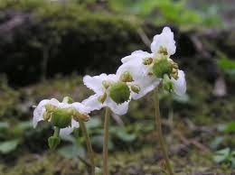 Attēlu rezultāti vaicājumam “nymph”