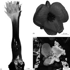 Attēlu rezultāti vaicājumam “Stratiotes aloides flower”
