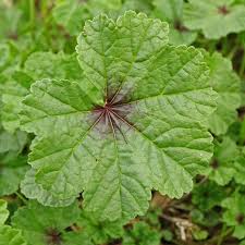 Image result for Malva sylvestris