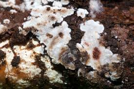 Attēlu rezultāti vaicājumam “Physisporinus sanguinolentus”