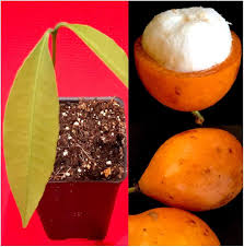 Attēlu rezultāti vaicājumam “Betula humilis fruit”