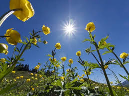Attēlu rezultāti vaicājumam “Trollius europaeus flower”