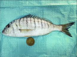 Image result for Lithognathus lithognathus