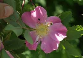Attēlu rezultāti vaicājumam “Rosa glabrifolia”