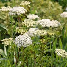 Attēlu rezultāti vaicājumam “Cenolophium denudatum”