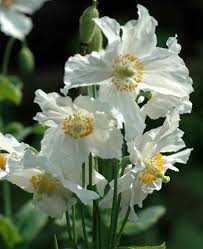 Image result for Meconopsis betonicifolia alba