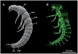 Attēlu rezultāti vaicājumam “Meloe sp. larva”