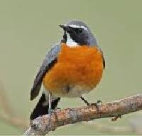 Image result for Irania gutturalis