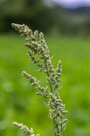 Attēlu rezultāti vaicājumam “Chenopodium album”