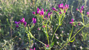 Attēlu rezultāti vaicājumam “Centaurium erythraea bud”