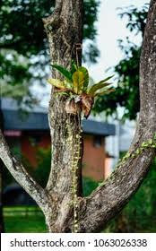 Attēlu rezultāti vaicājumam “Harmandia”