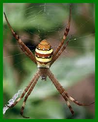 Image result for st andrews cross spider