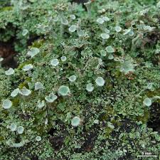 Attēlu rezultāti vaicājumam “Cladonia norvegica”