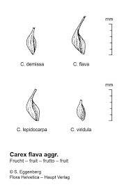 Attēlu rezultāti vaicājumam “Carex lepidocarpa leaf”