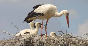Attēlu rezultāti vaicājumam “Ciconia ciconia”