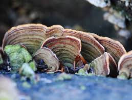 Attēlu rezultāti vaicājumam “Stereum fasciatum”