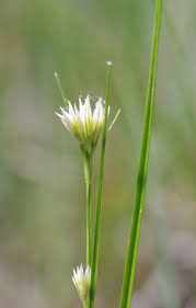 Attēlu rezultāti vaicājumam “Rhynchospora alba flower”