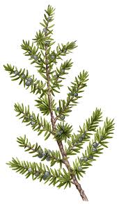 Attēlu rezultāti vaicājumam “Juniperus communis”