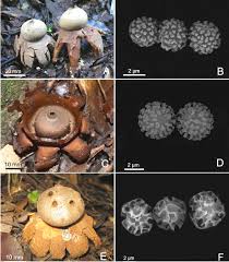 Attēlu rezultāti vaicājumam “Geastrum minimum”