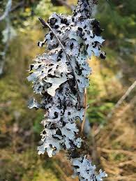 Attēlu rezultāti vaicājumam “Parmelia sulcata”