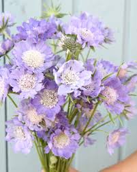Image result for scabiosa caucasica