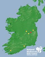 Attēlu rezultāti vaicājumam “Diderma deplanatum”